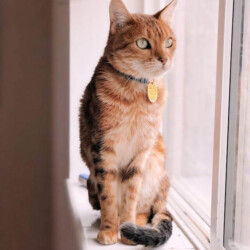 pexels-anna-taylor-1196608-2278093 (1)