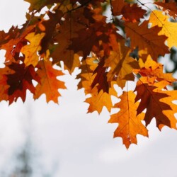 pexels-filirovska-8249251